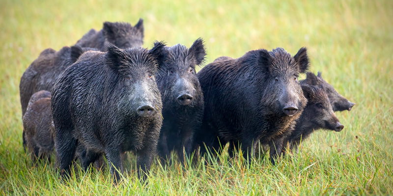 Feral Hog Removal Service in Riverview, Florida