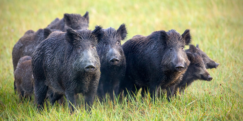 Feral Hog Removal Service in Orlando, Florida