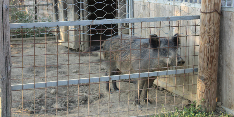 Wild Pig Trapping in Sarasota, Florida