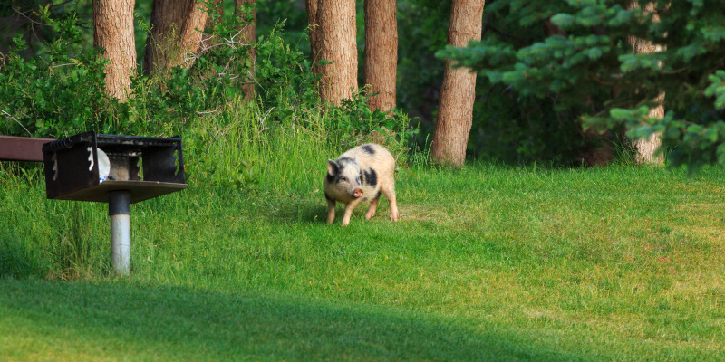 Wild Pig Removal in Orlando, Florida