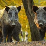 Feral Pig Removal in Davenport, Florida