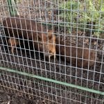 Feral Hog Trapping in Valrico, Florida