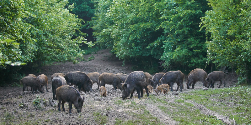 Wild Hog Removal in Parrish, Florida