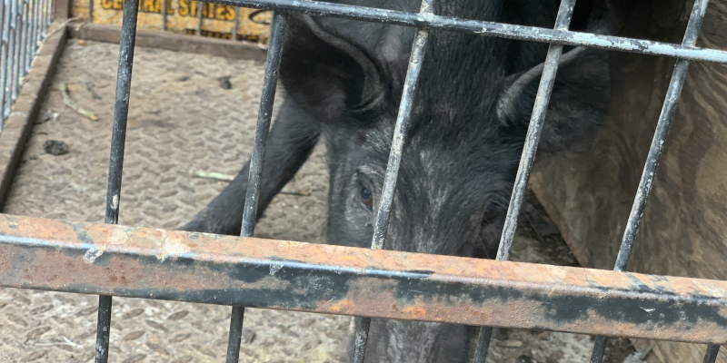 Wild Hog Removal Service in Tampa, Florida