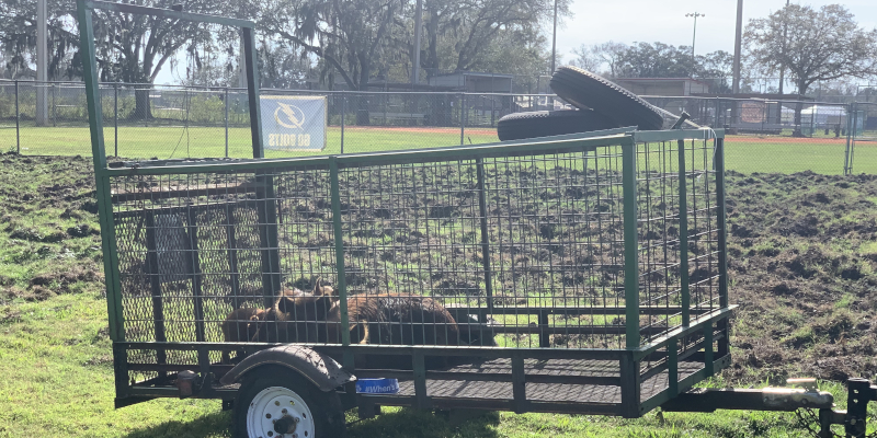 Feral Hog Damage in Wesley Chapel, Florida