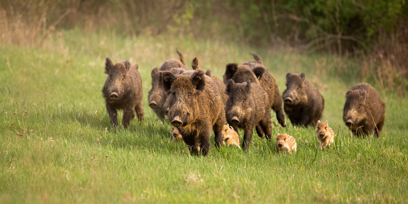 Feral Hog Removal Service in Tampa, Florida