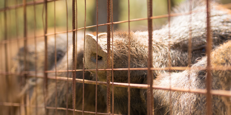 Feral Hog Trapping in Tampa, Florida