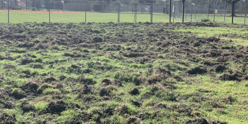 Soccer Field Hog Damage in Riverview, Florida
