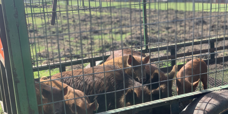 Baseball Field Hog Damage in Riverview, Florida