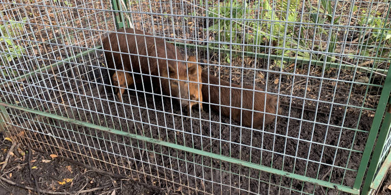 Feral Hog Trapping in Clermont, Florida