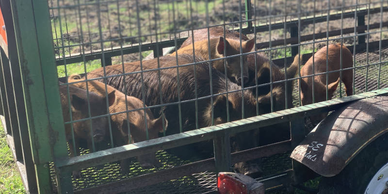 Hog Removal in Odessa, Florida